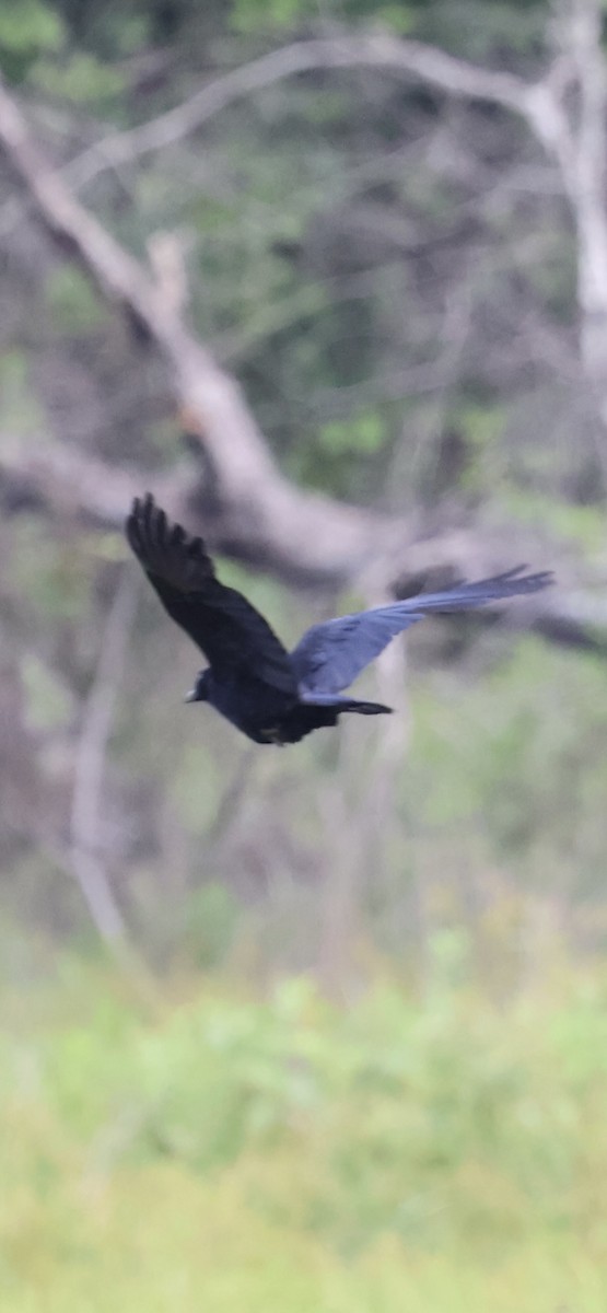 Fish Crow - ML635987943