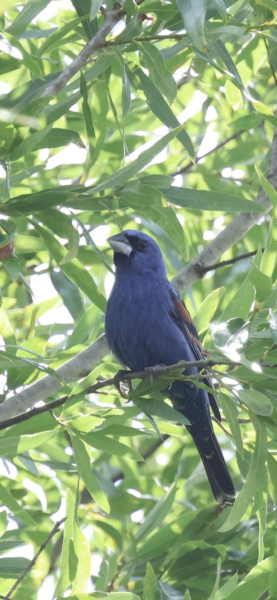 Blue Grosbeak - ML635987972