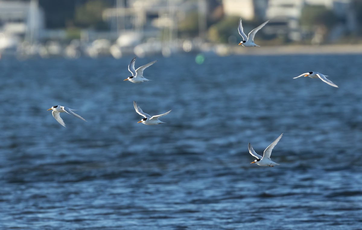 Australian Fairy Tern - ML635988006