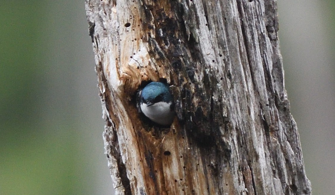 Tree Swallow - ML635988220