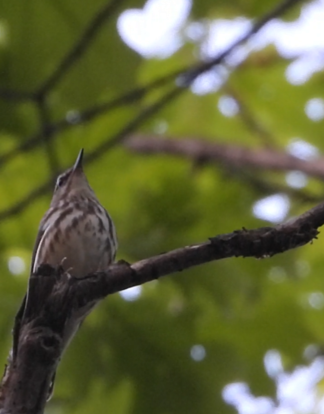 Louisiana Waterthrush - ML635988334