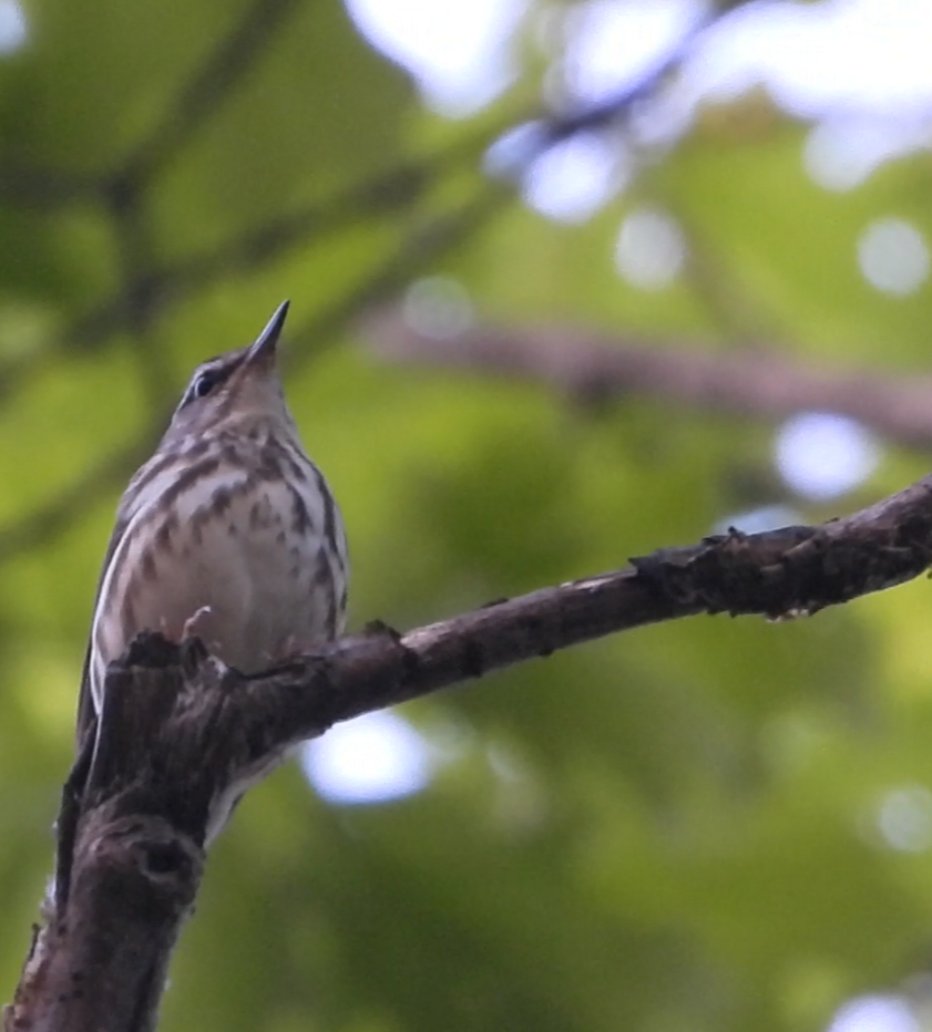 Louisiana Waterthrush - ML635988335