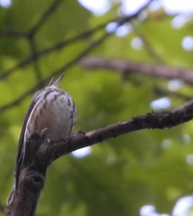 Louisiana Waterthrush - ML635988336