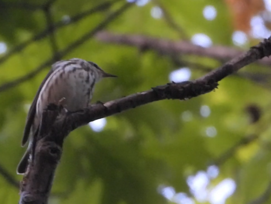 Louisiana Waterthrush - ML635988337