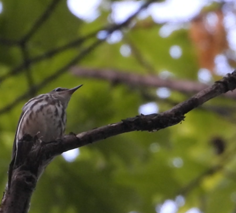 Louisiana Waterthrush - ML635988338
