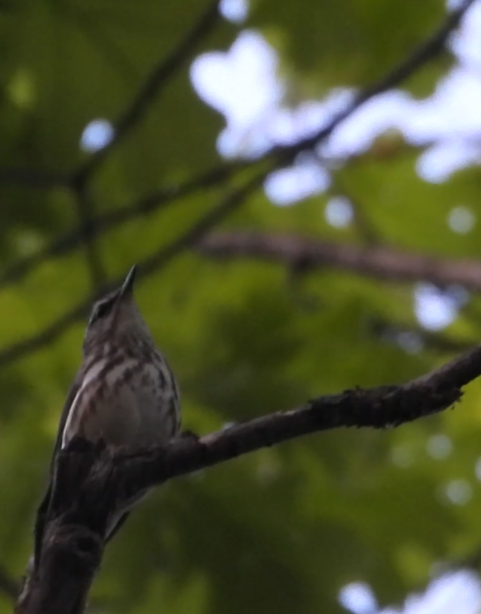 Louisiana Waterthrush - ML635988339