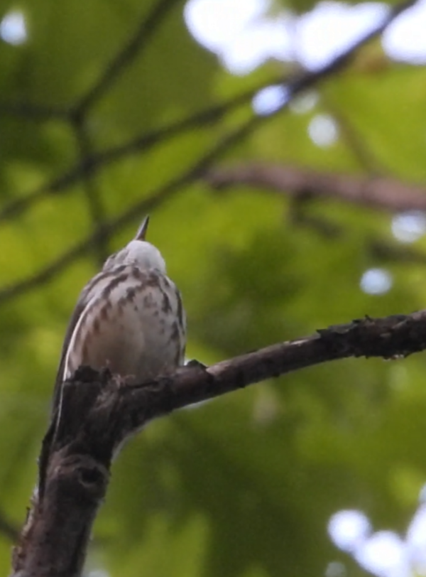 Louisiana Waterthrush - ML635988340
