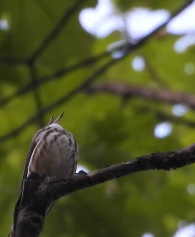 Louisiana Waterthrush - ML635988341