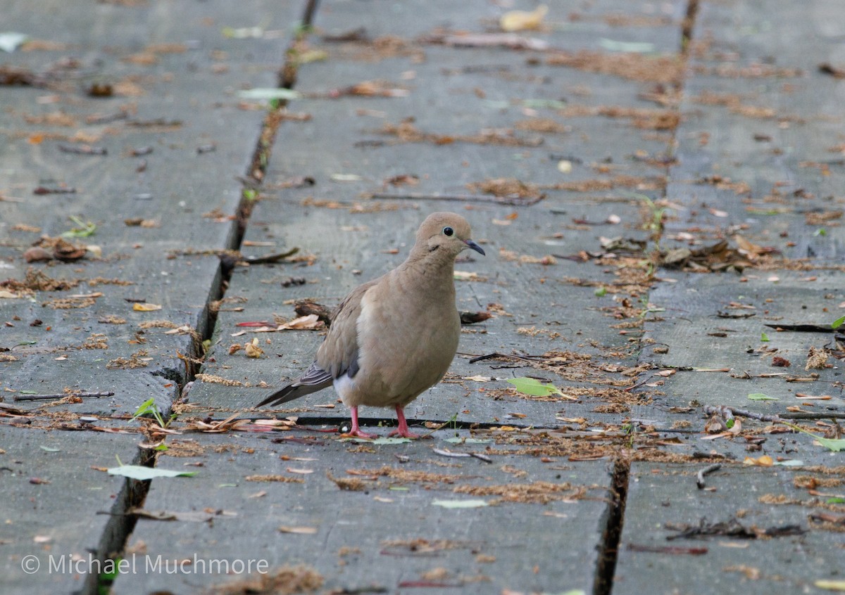 Mourning Dove - ML635988636