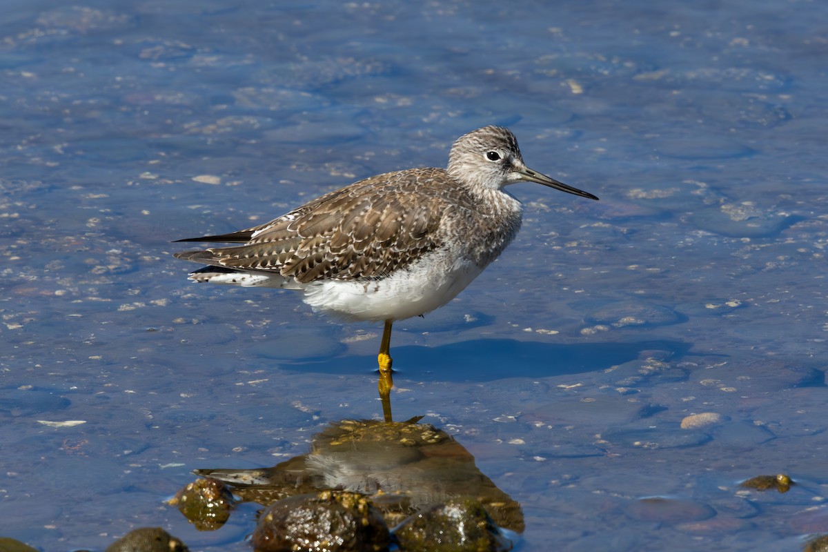 Greater Yellowlegs - ML635988640