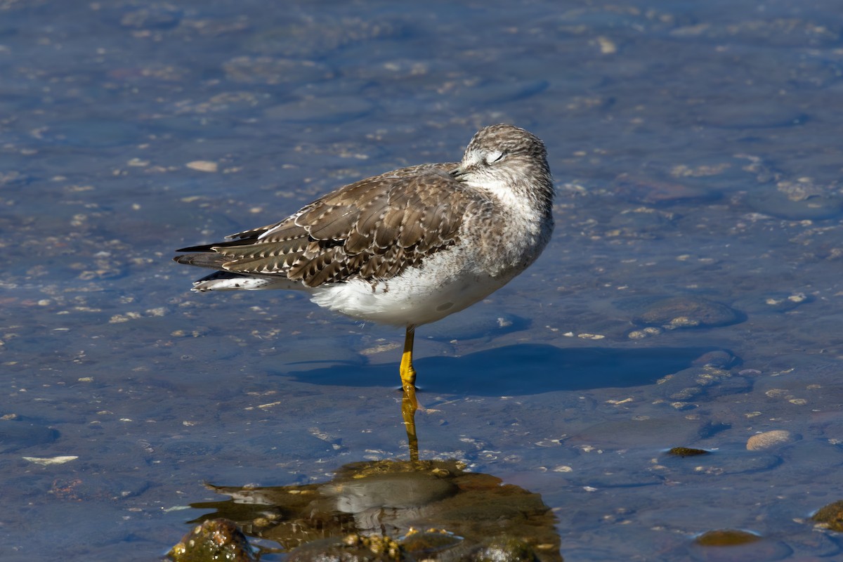 Greater Yellowlegs - ML635988641