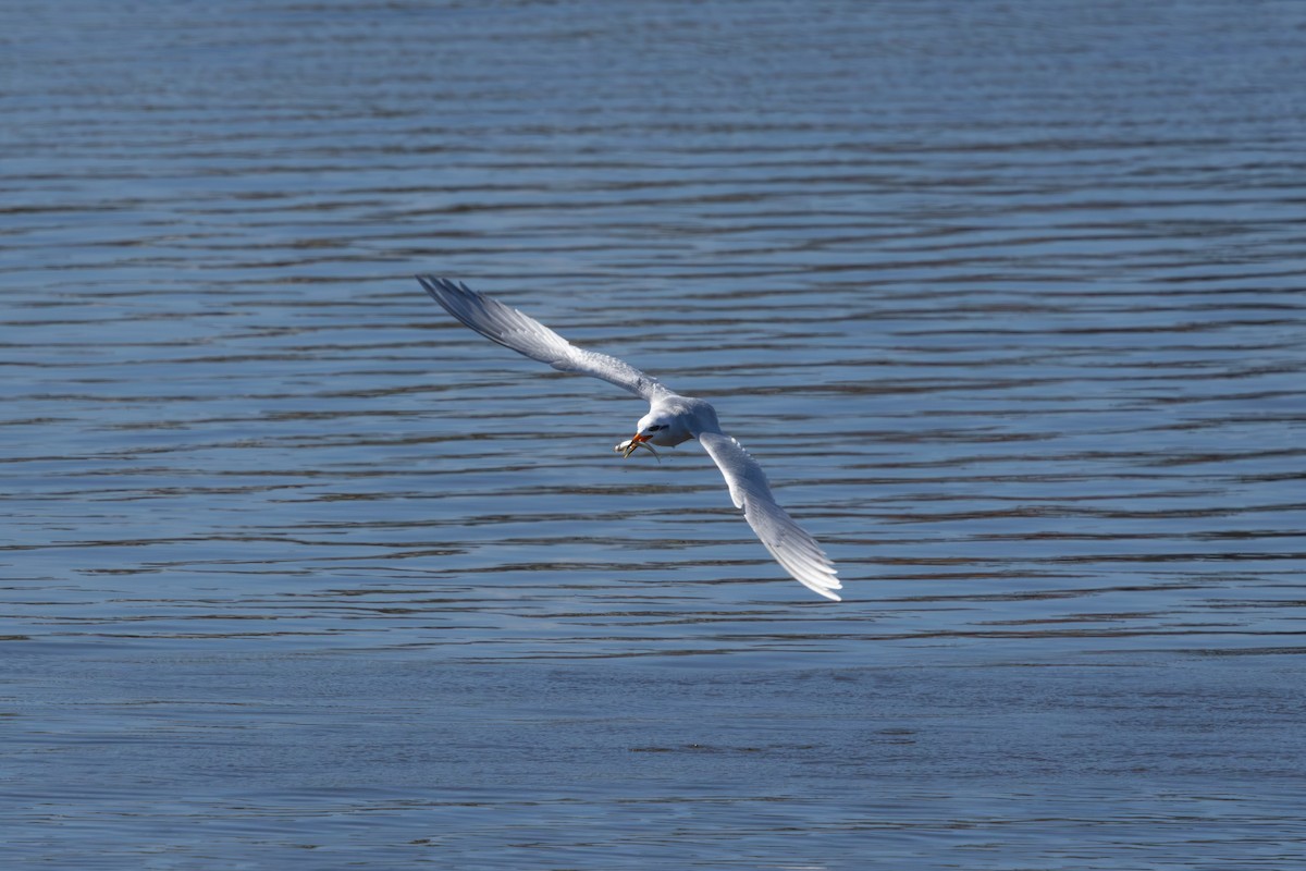 Snowy-crowned Tern - ML635988656