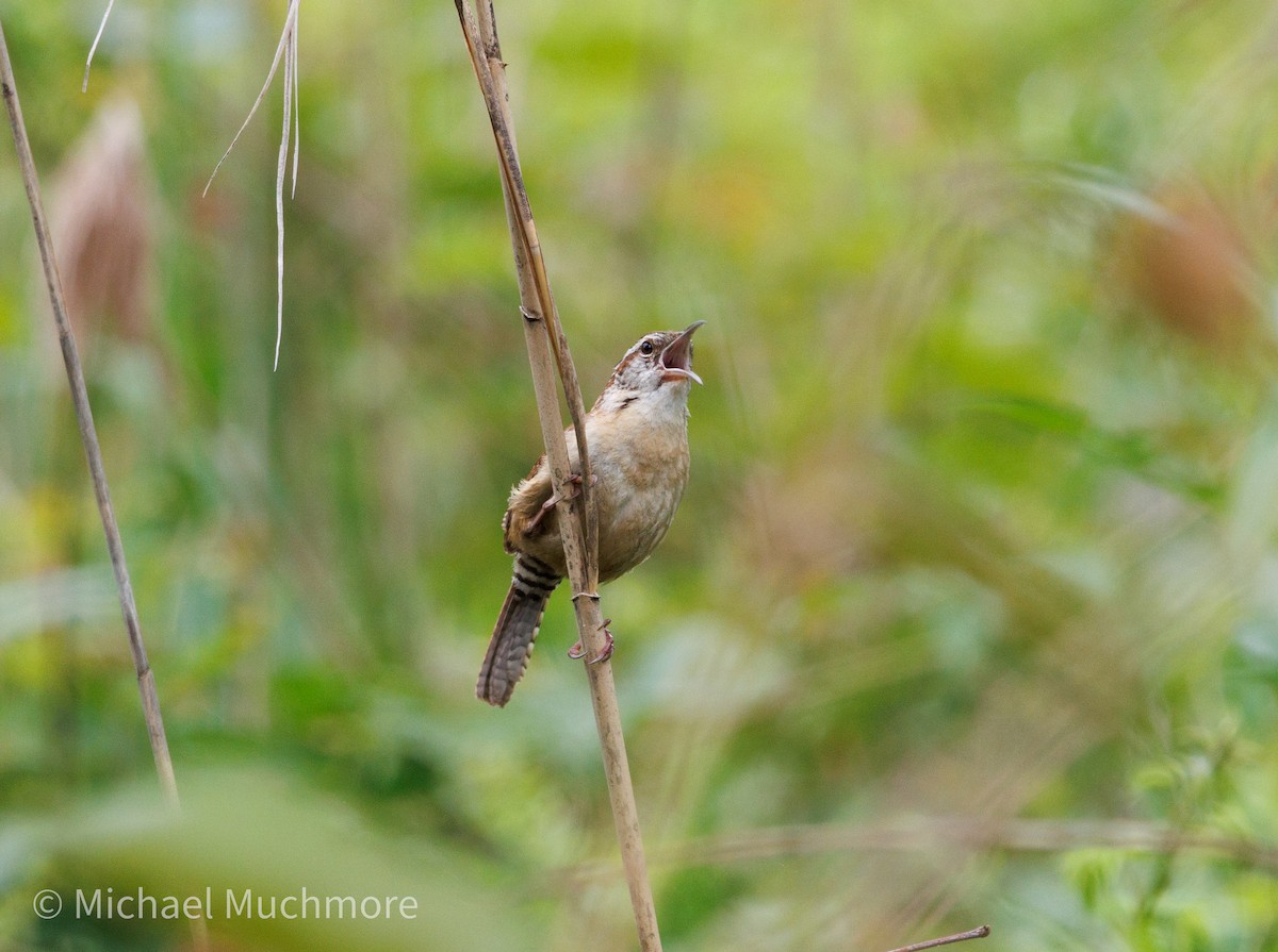 Carolina Wren - ML635988662
