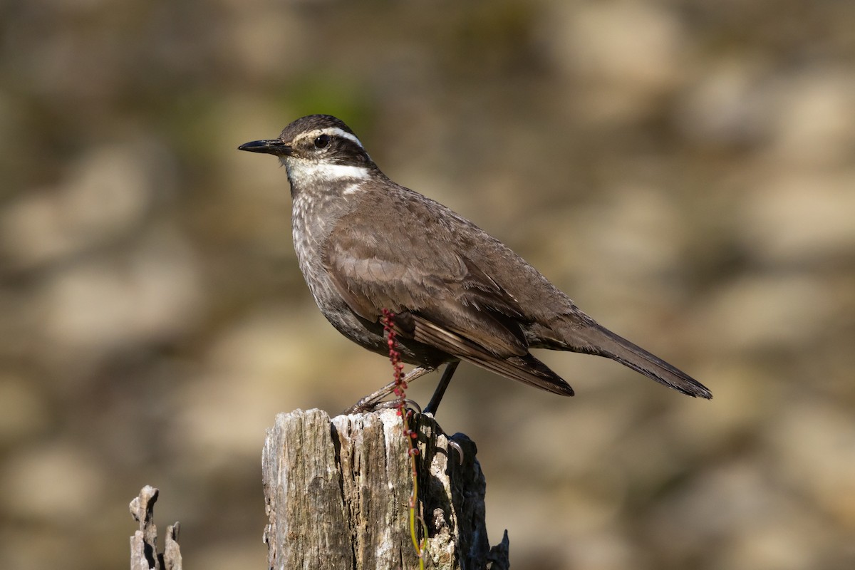 Dark-bellied Cinclodes - ML635988670