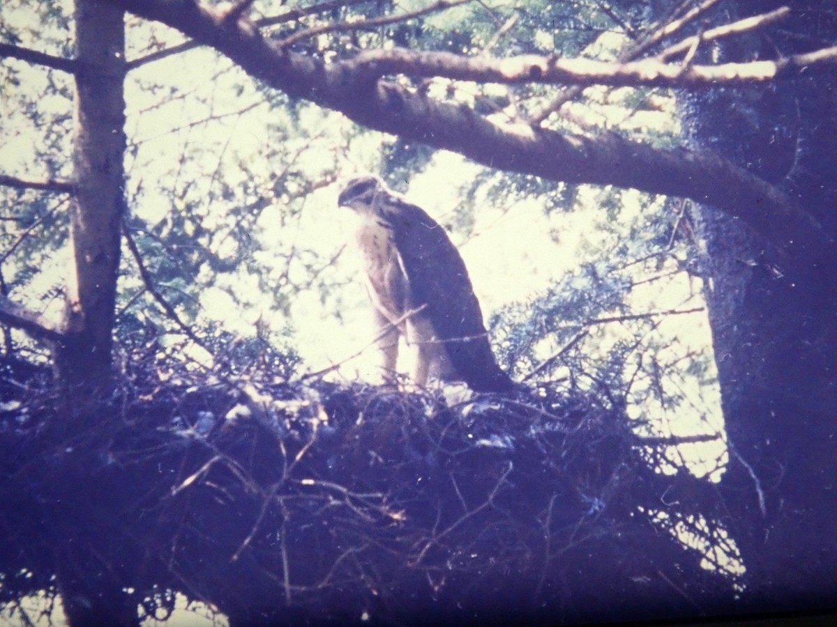 Mountain Hawk-Eagle - ML635988689