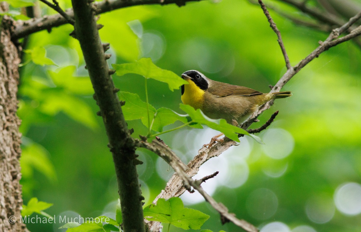 Common Yellowthroat - ML635988754