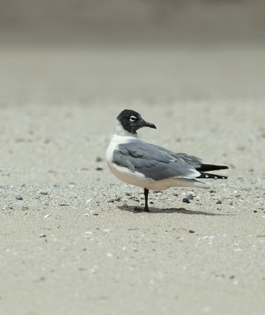 Franklin's Gull - ML635988902