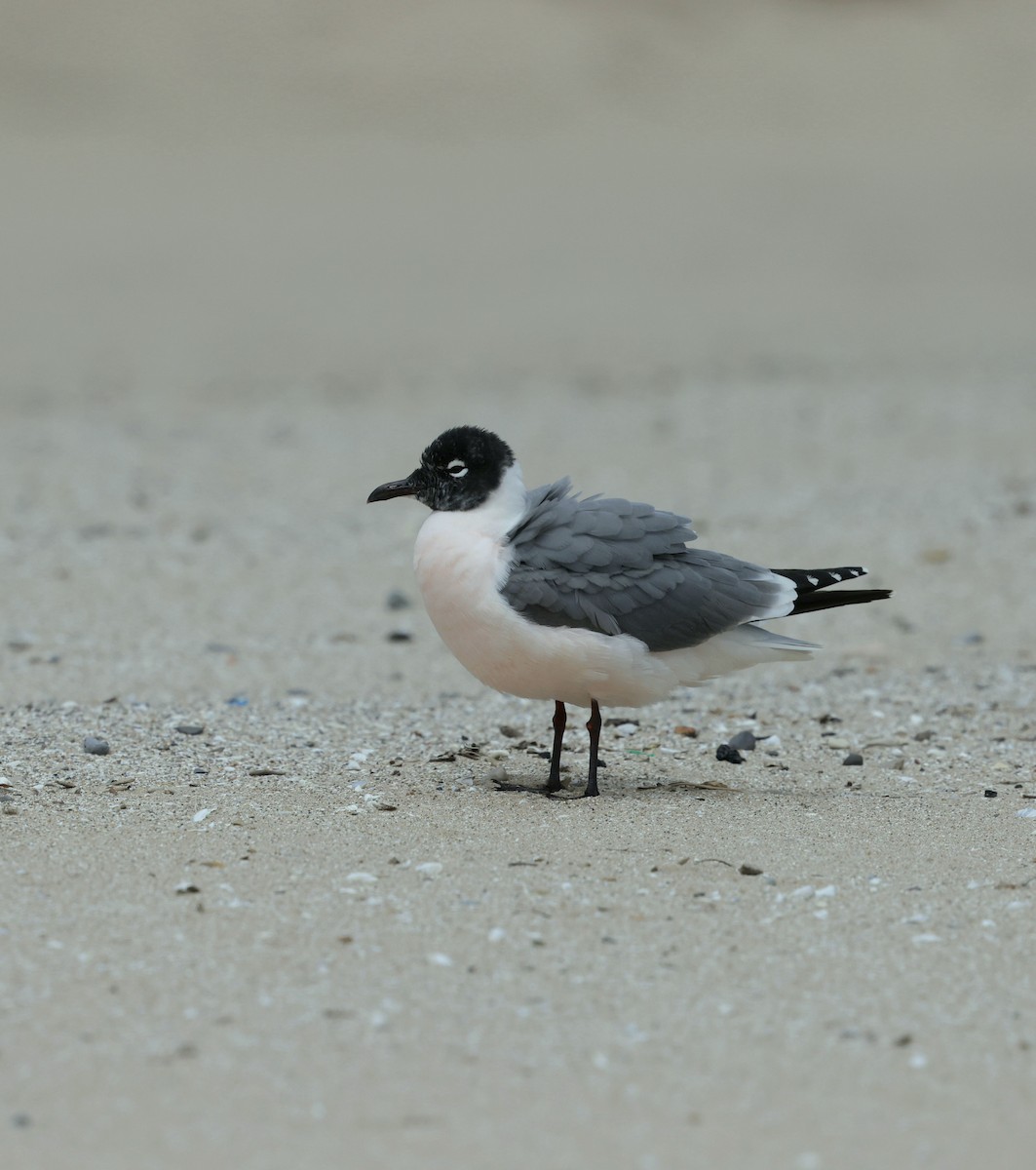 Franklin's Gull - ML635988912