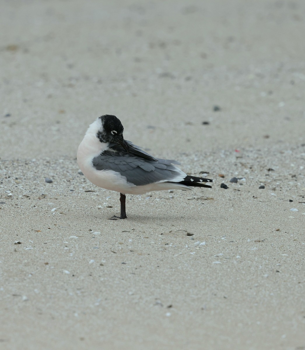 Franklin's Gull - ML635988918