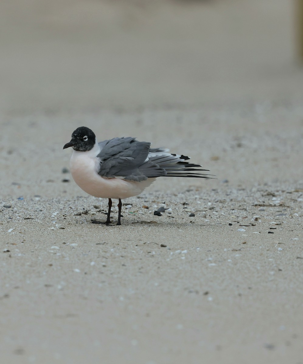 Franklin's Gull - ML635988923
