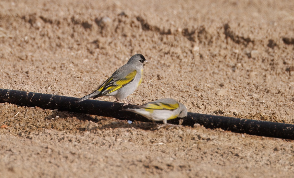 Lawrence's Goldfinch - ML635989027
