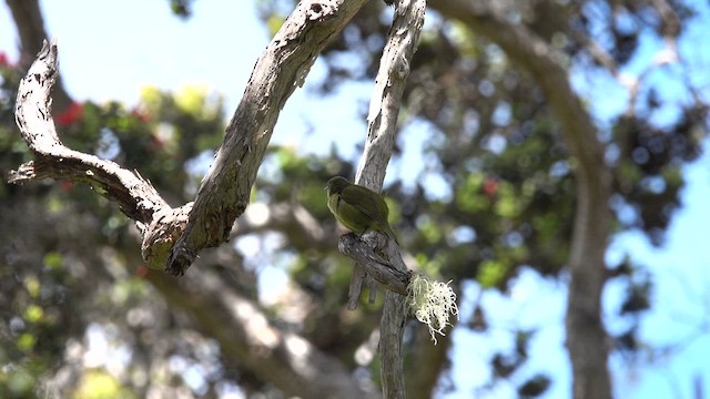 Akikiki de Hawai - ML635989063