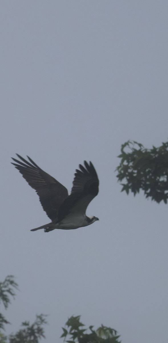 Osprey - ML635989081