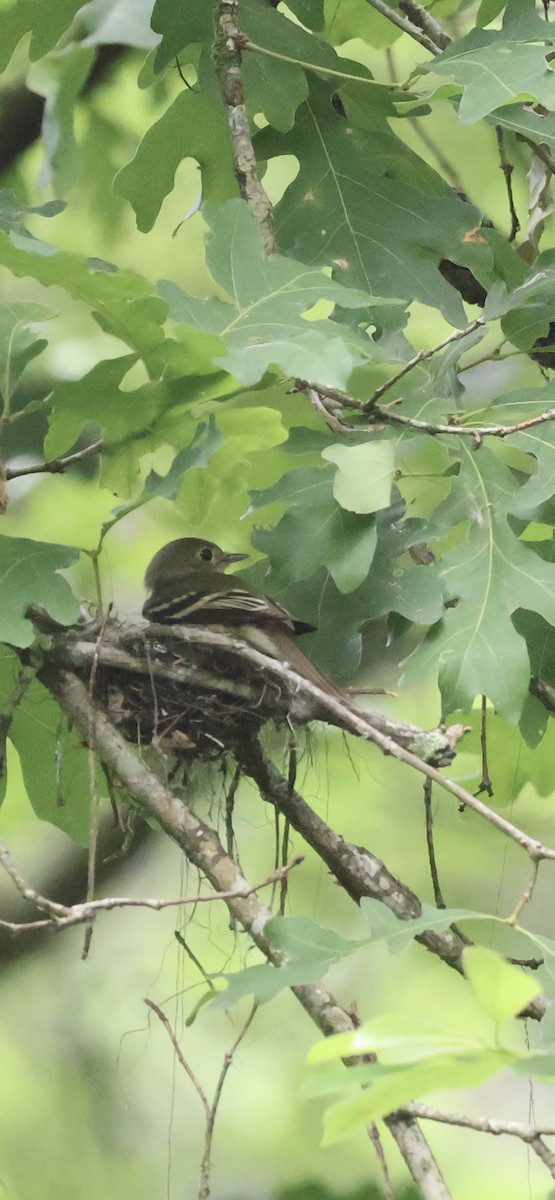 Acadian Flycatcher - ML635989151