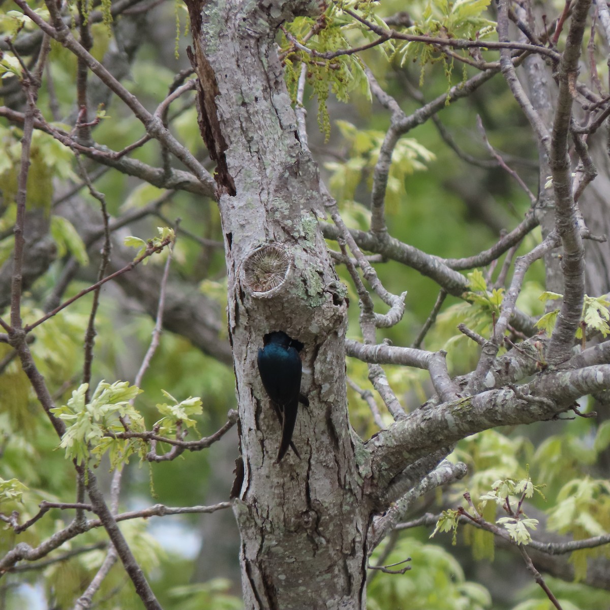 Tree Swallow - ML635989194