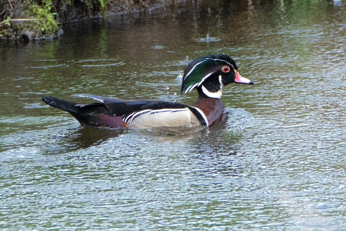 Wood Duck - ML635989237