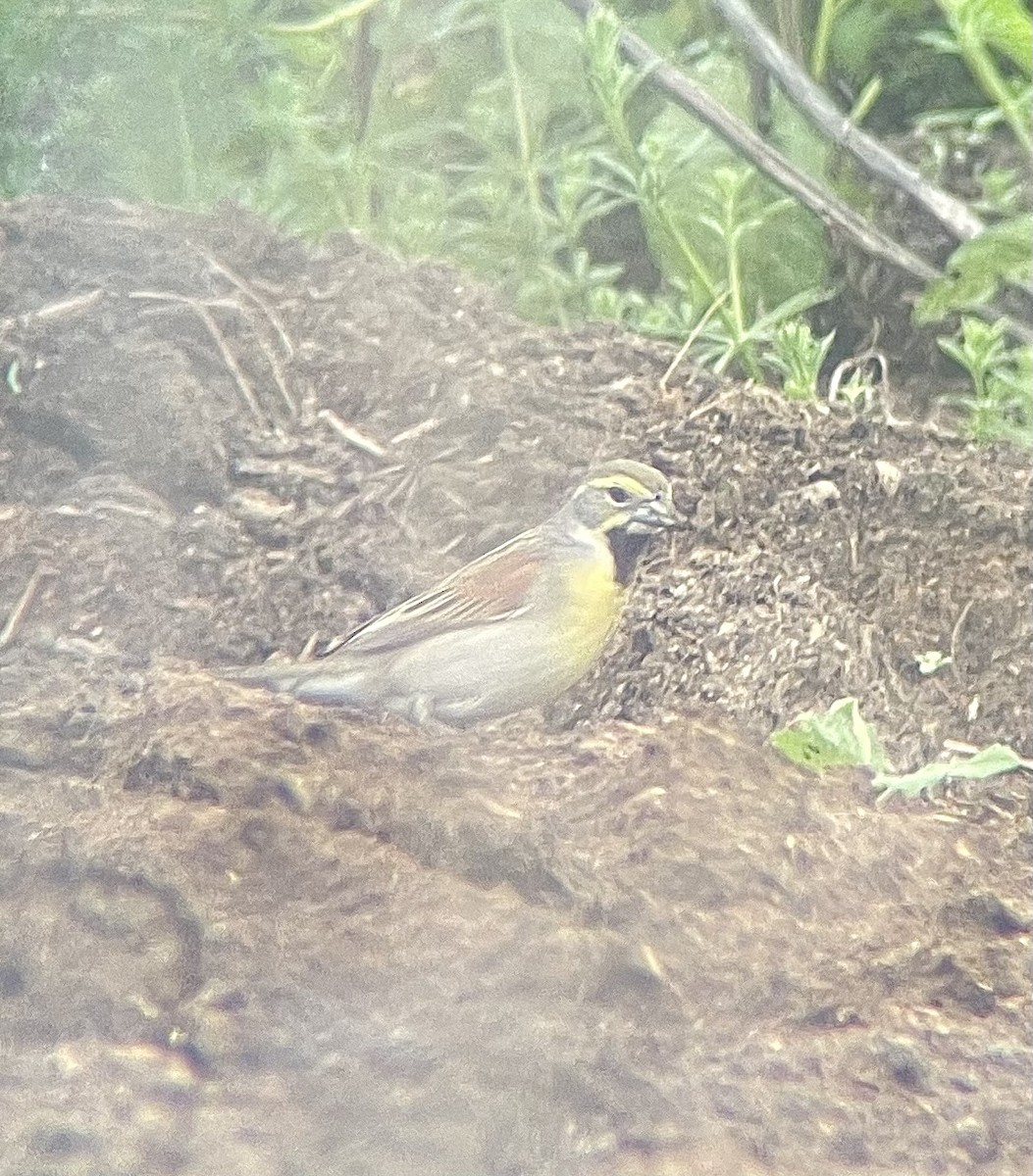 Dickcissel - ML635989323