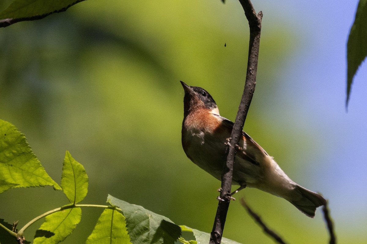 Bay-breasted Warbler - ML635989368
