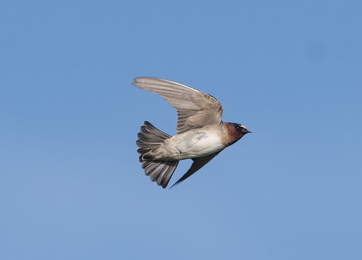 Cliff Swallow - ML635989379