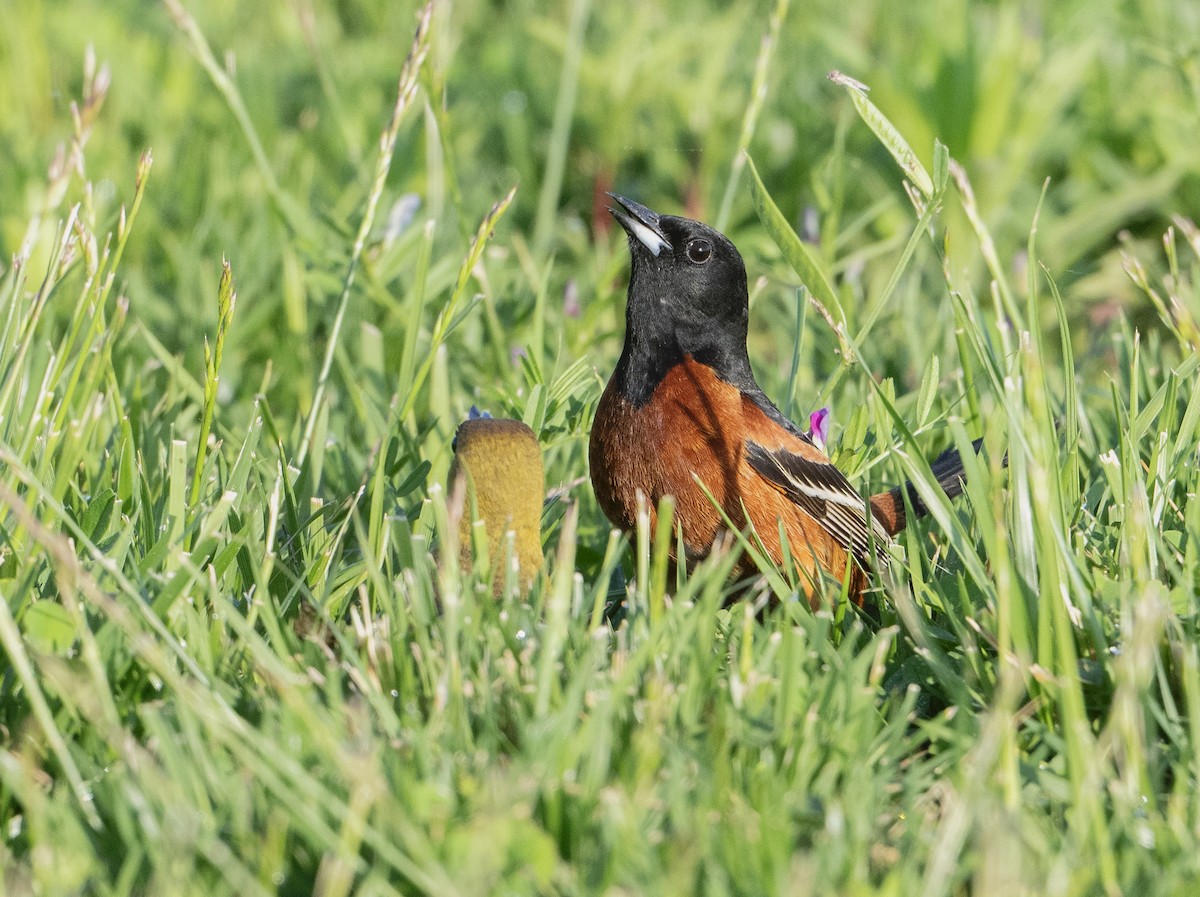 Orchard Oriole - ML635989396