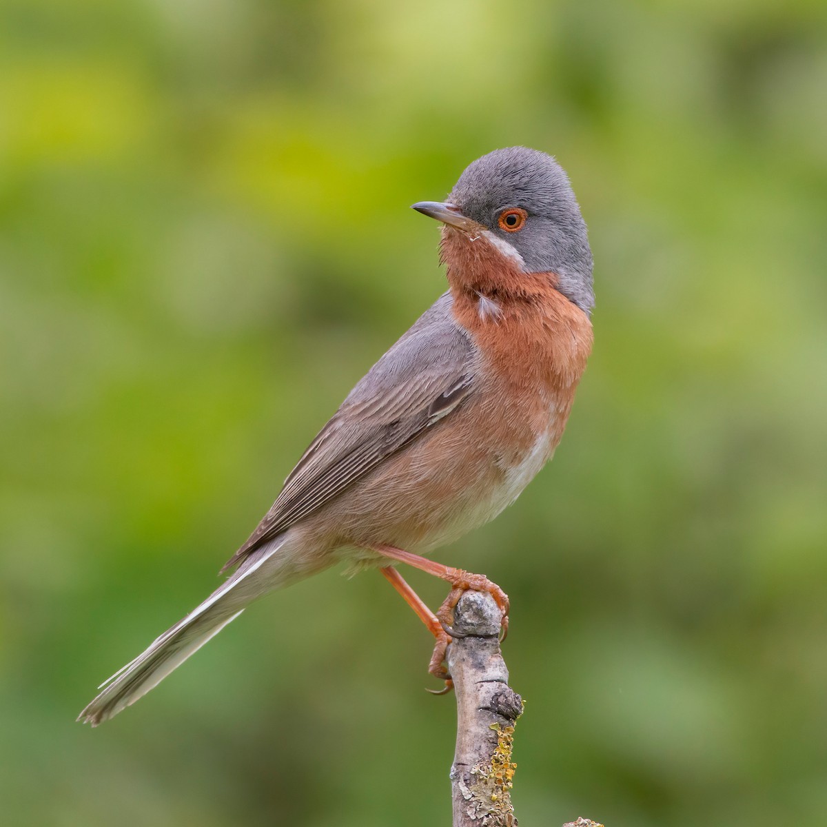 pěnice vousatá - ML635989397