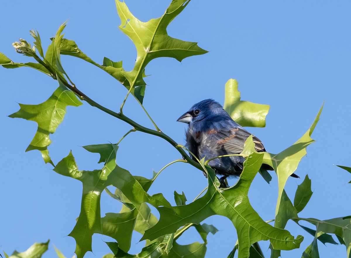 Blue Grosbeak - ML635989424