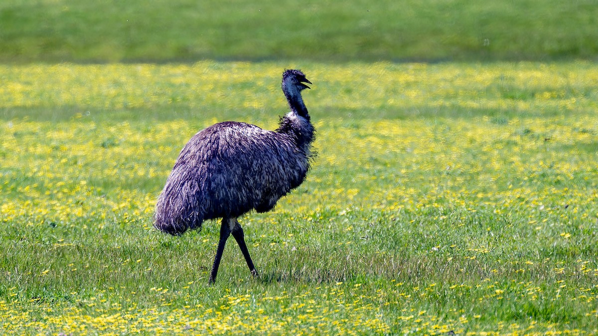 Emu - ML635989446