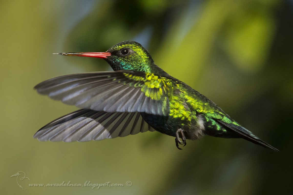 Glittering-bellied Emerald - ML63598951