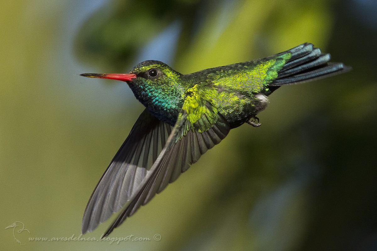 Glittering-bellied Emerald - ML63598961