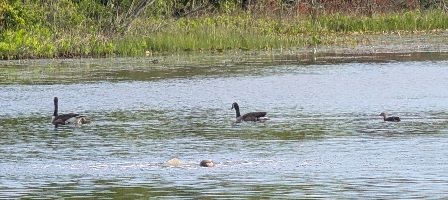 Black-bellied Whistling-Duck - Barb Bassett