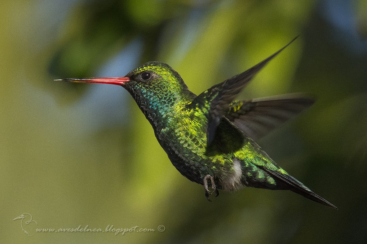 Glittering-bellied Emerald - ML63598981