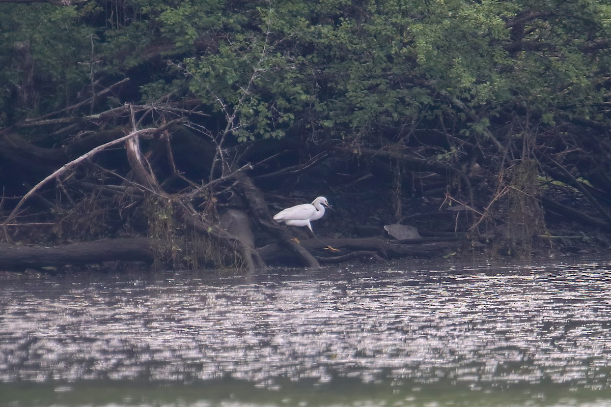 Snowy Egret - ML635989852