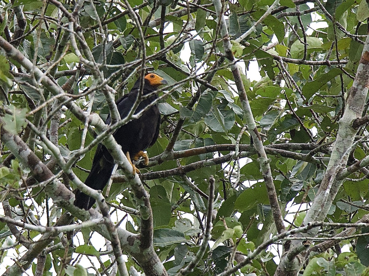 Black Caracara - ML635989853