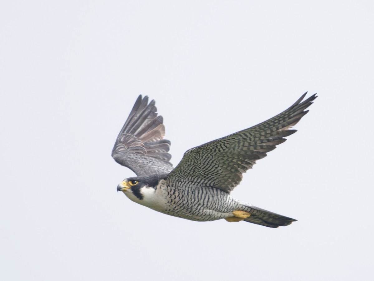 Peregrine Falcon - ML635990051