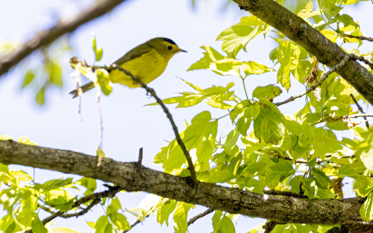 Wilson's Warbler - ML635990054