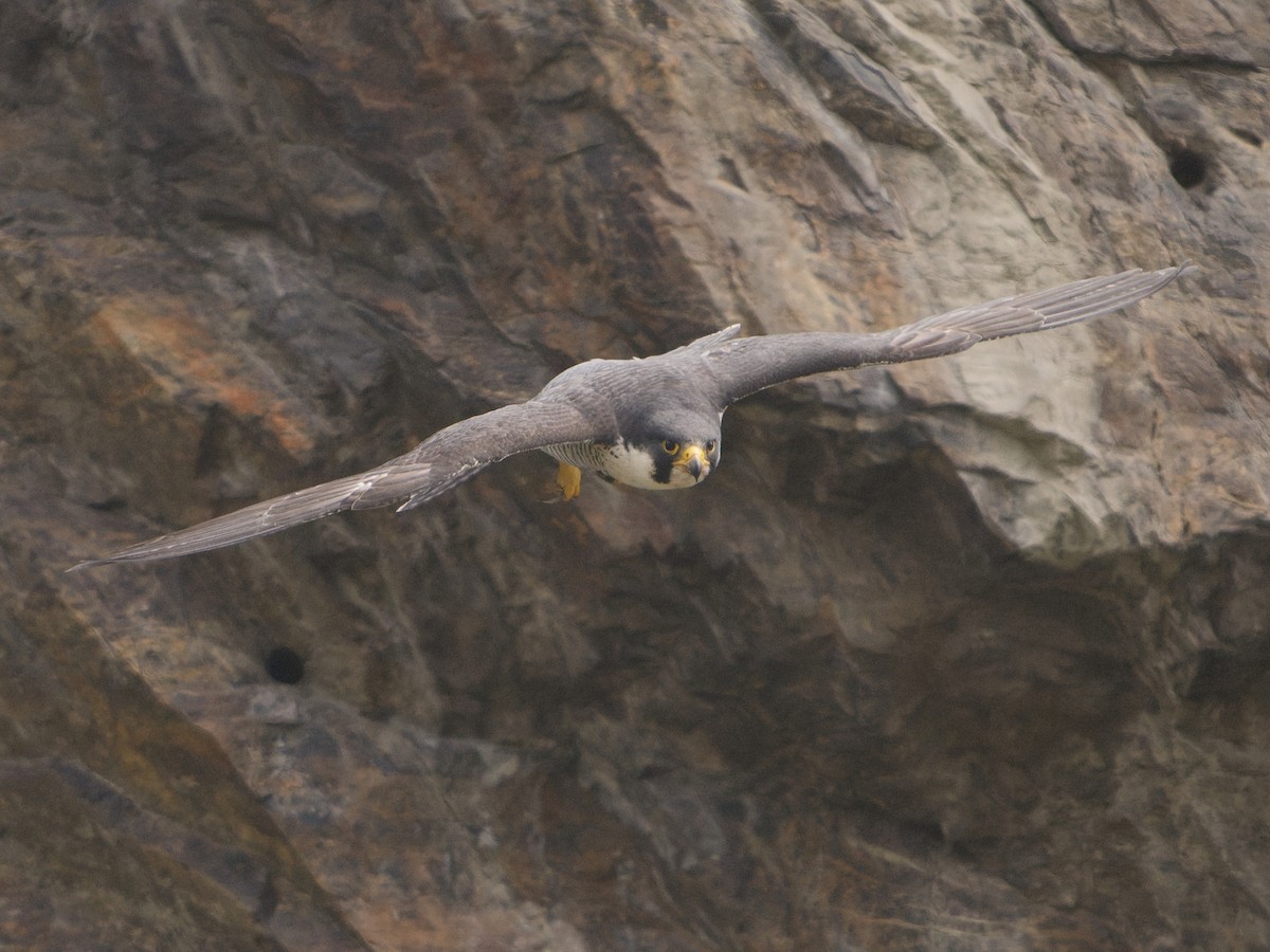Peregrine Falcon - ML635990059