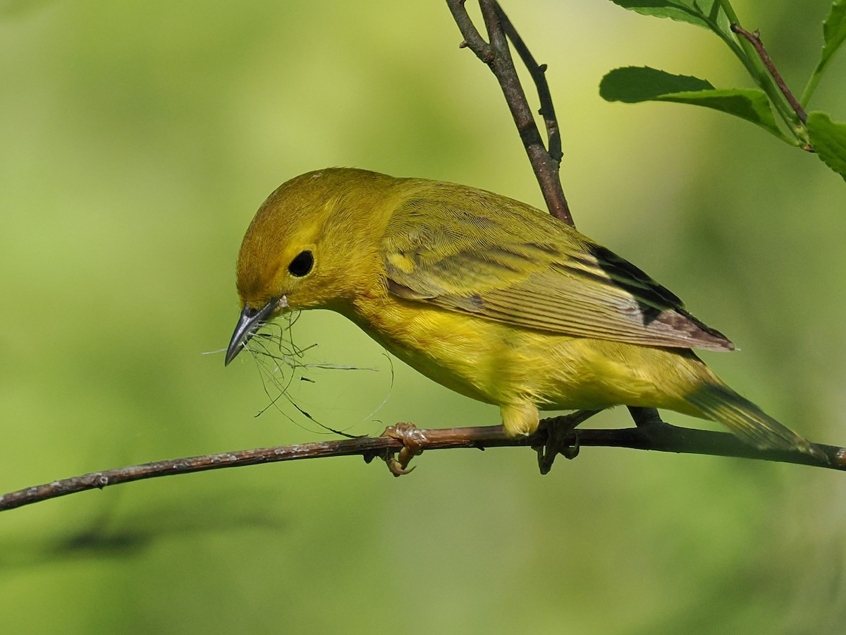 Yellow Warbler - ML635990068