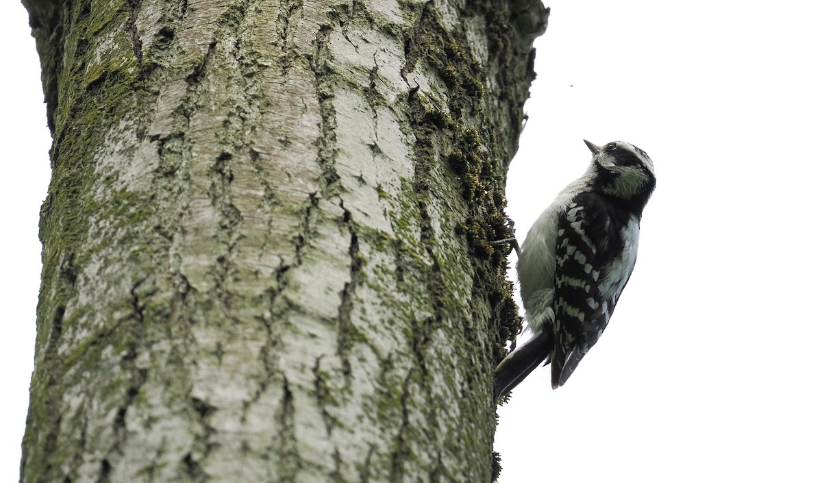 Downy Woodpecker - ML635990084