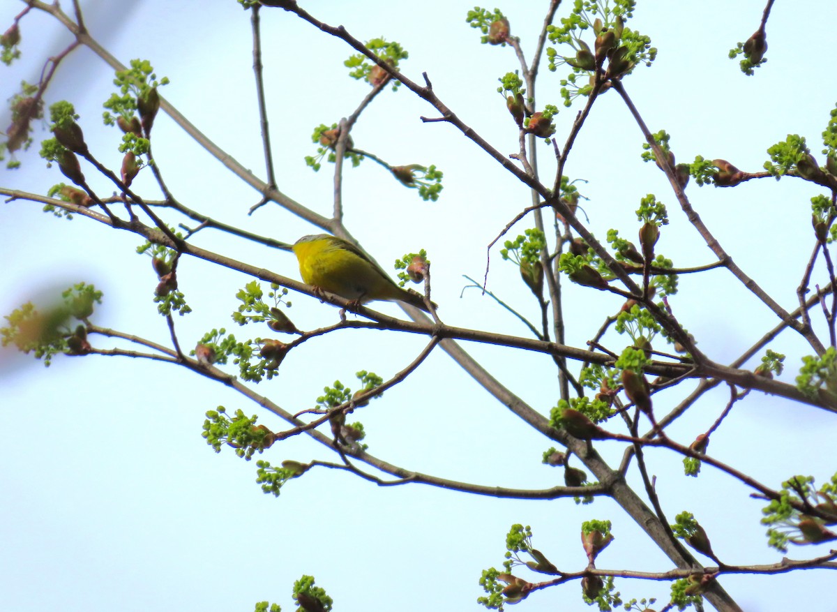 Nashville Warbler - ML635990115