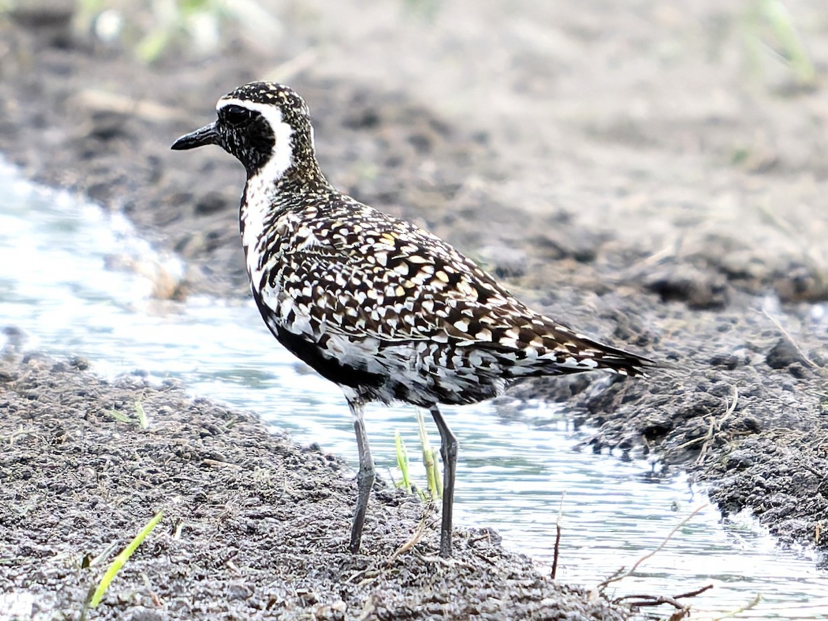 Pacific Golden-Plover - ML635990261